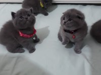 Anne sütünde scottish fold yavru