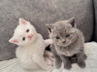 Evlere Huzur Ve Neşe Getirmek İsteyenlere Kediler