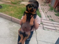 Yavru Rottweiler Üç Aylık