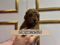 Red Toy Poodle