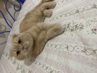Çok yakışıklı scottish fold