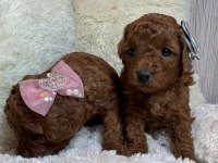 TOY POODLE YAVRULARI