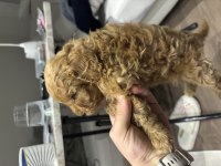 Sağlıklı Yavru Toy Poodle