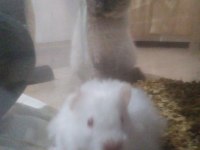 Kar beyaz hamster