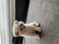 Scottish fold ve british yavruları
