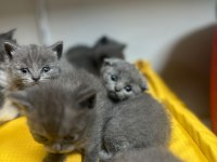 Scottish straight Scottish fold rezerveye açık
