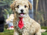 2 aylık erkek dişi toy Poodle yavrular