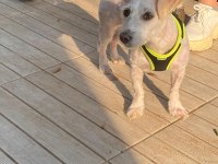 Terrier maltese kız güzel sakın çocuklara düşkün