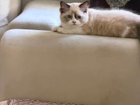 2 erkek sağlıklı ragdoll yavrular istanbul fatih