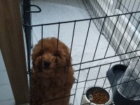 Acil Toy Poodle