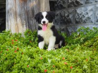 Border Collie Köpeği Yavrularımız