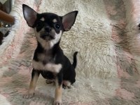 Chihuahua yavruları