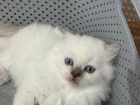2 Aylık Scottish Fold Bluepoint Shorthair Yavrular