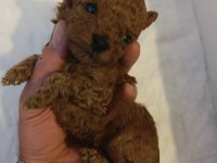 Toy poodle tea cup