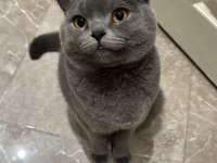 KEDİMİZE ÖMÜRLÜK YUVA ARANIYOR