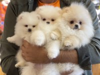 Orjinal pomeranian boo köpeği