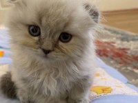 2 yaşında dünya tatlısı scottish fold oğlumuz
