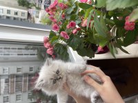 2 aylığa yakın british shorthair