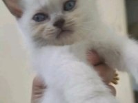 Blue point yavrular british shorthair