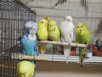 Jumbo ve Show Jumbo Muhabbet Kuşu Yavrular