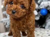 Gerçek Kore teacup toy poodle