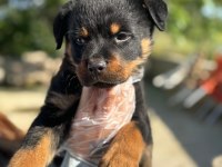 Koca kafa rottweiler yavrularım