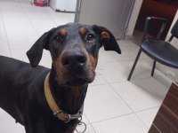 Doberman yavrularımız