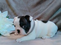 FRENCH BULLDOG YAVRULARI