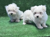 MALTESE TERRİER YAVRULAR