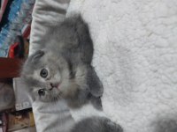 Yeni Yuvasını Gitmeye Hazır Kedimiz