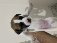 Jack Russell Yavrular