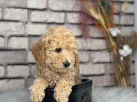 Harika anotomisi ile mükemmel Toy poodle yavrular