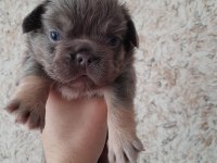 FRENCH BULLDOG FLUFFY LİLAC TAN