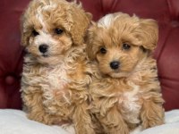Irk Ve Sağlık Garantili Maltipoo Bebekler