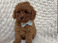 TOYPOODLE YAVRULARIMIZ 