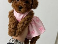 Ruhsatlı Köpek Çiftliğinden Toypoodle Yavrularımız 
