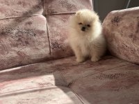 Kartopu pomeranian boo yavrumuz