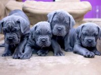 SHOW KALİTE CANE CORSO YAVRULAR