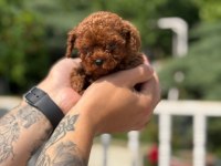 Wc Eğitimli  Toy Poodle Yavruları