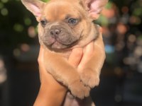 French bulldog bebeklerimiz yeni yuvalarını arıyor