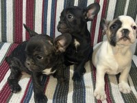 A Kalite French Bulldog Yavrular