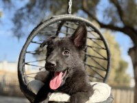 Muhteşem alman çoban köpeği yavrularımız