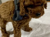 Toy poodle yavrular
