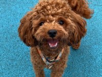 Toy poodle köpeği trabzon