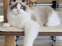 Şecereli yakışıklı ragdoll oğlum yeni yuvasını arıyor