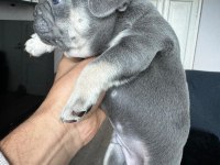 EGZOTİK FRENCH BULLDOG YAVRULAR