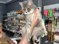 British shorthair kedimiz