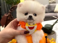 Evinize mutluluk getirecek minicik yavru pomeranian