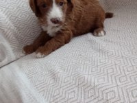 F2 maltipoo biraderler