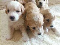 Minik Maltipoo Bebekler